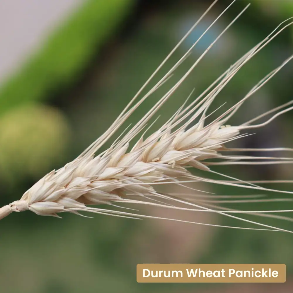 Bulgur Wheat - Image 7