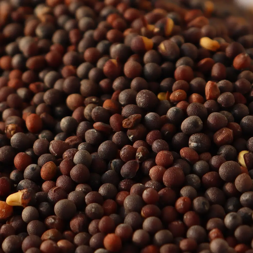 Black Mustard Seeds - Image 2