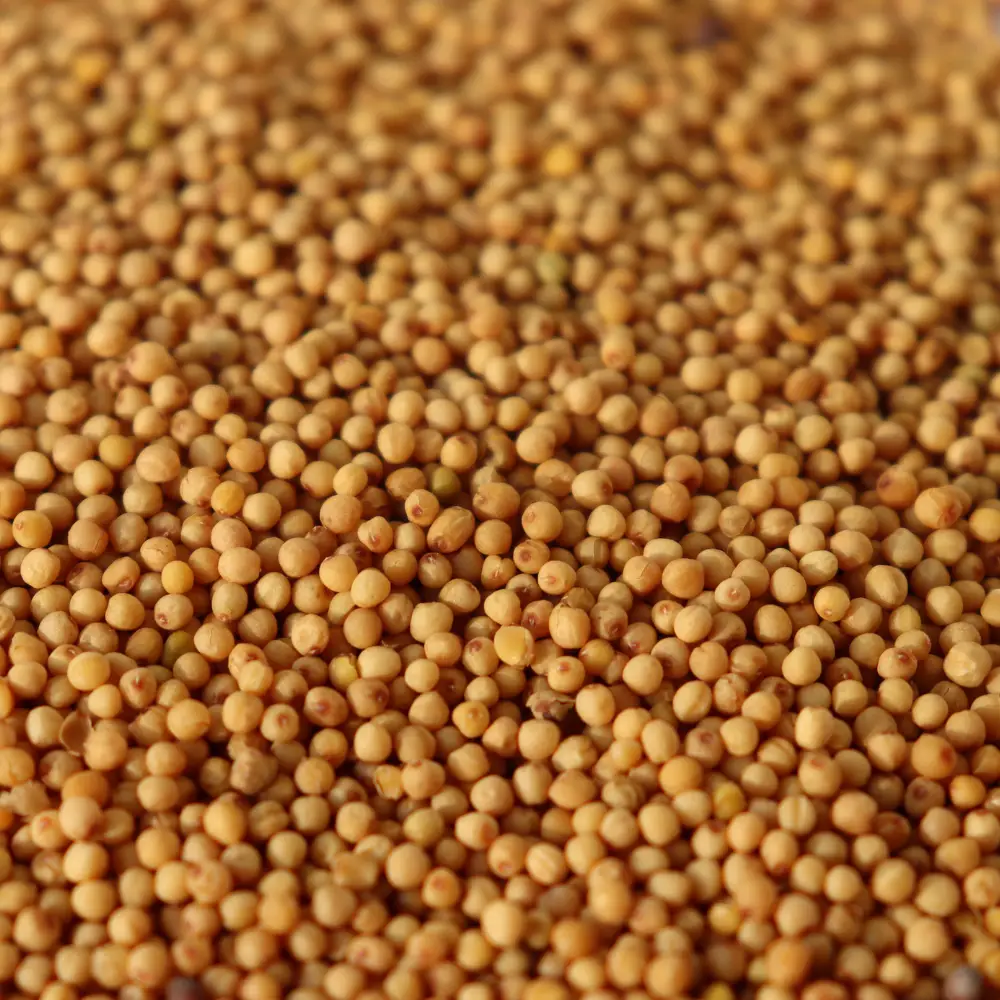 Yellow Mustard Seeds