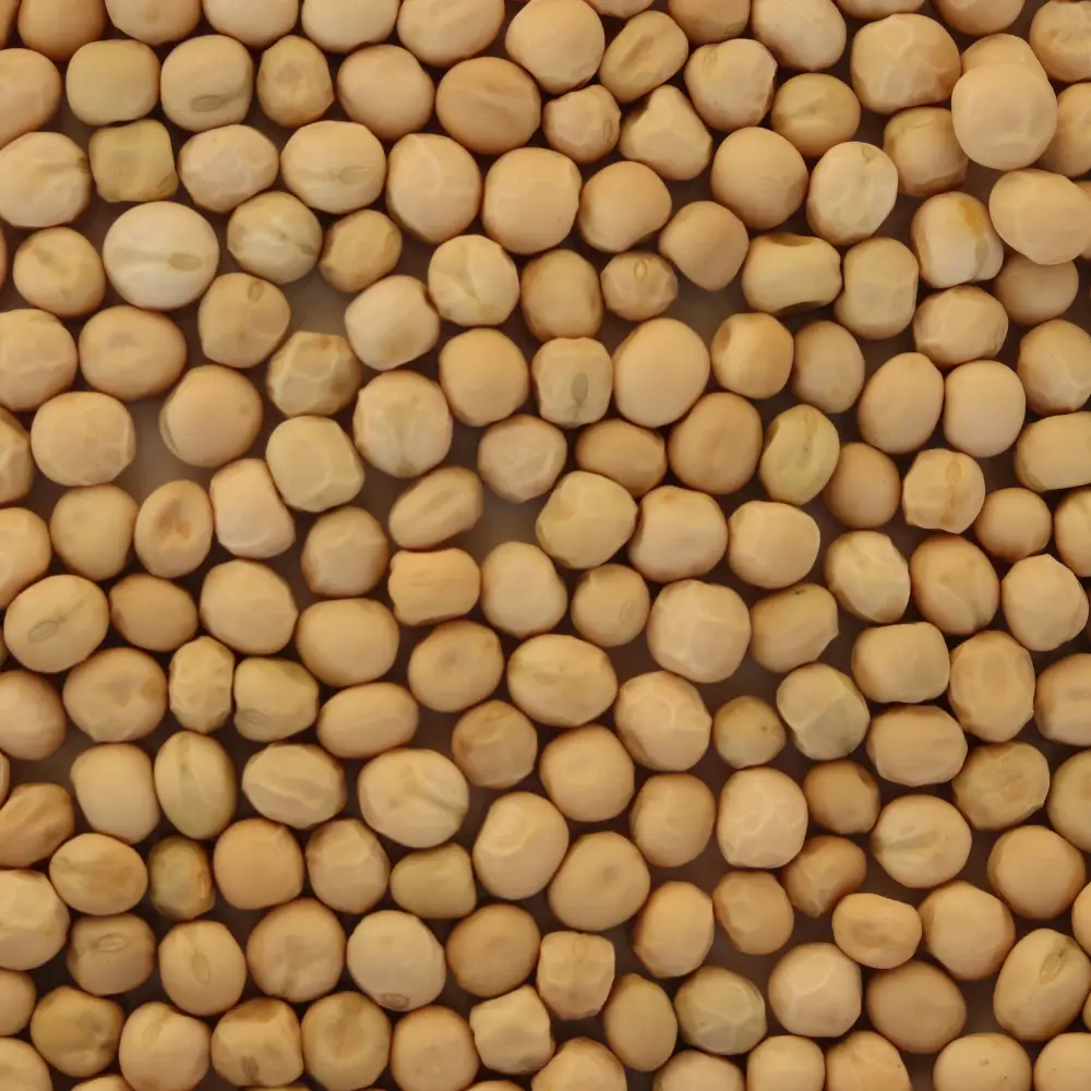 Dried White Peas (Matra)